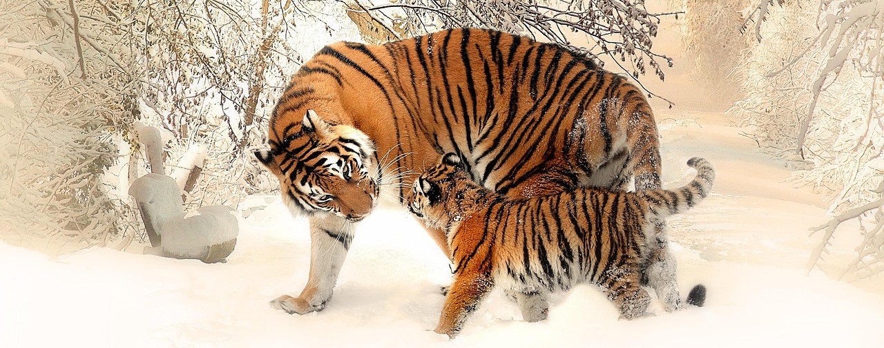 Tiger Vater und Sohn