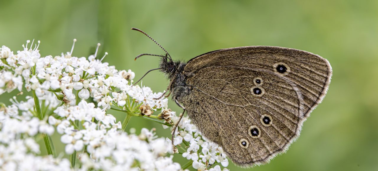 Schmetterling