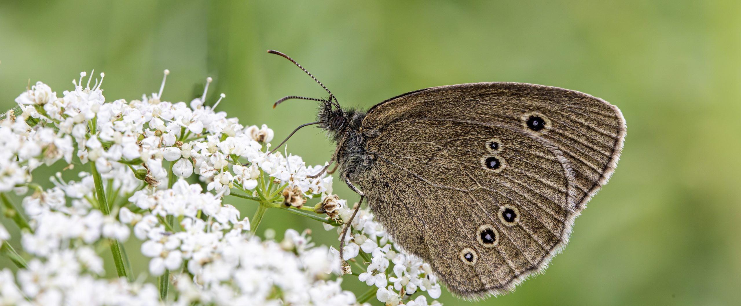 Schmetterling